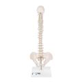 3B Scientific Mini Vertebral Column, elastic, Stand - w/ 3B Smart Anatomy 1000043